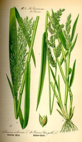 Millet - Panicum miliaceum - Просо обыкновенное (посевное)